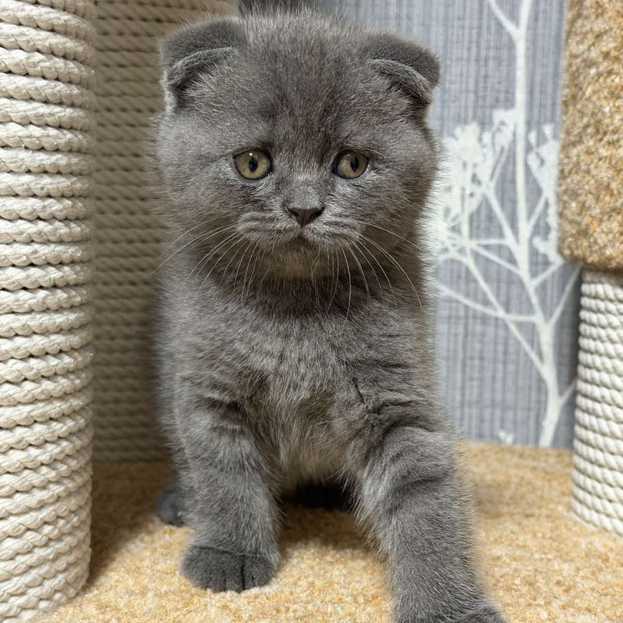 Baloo Scottish Fold male, blue