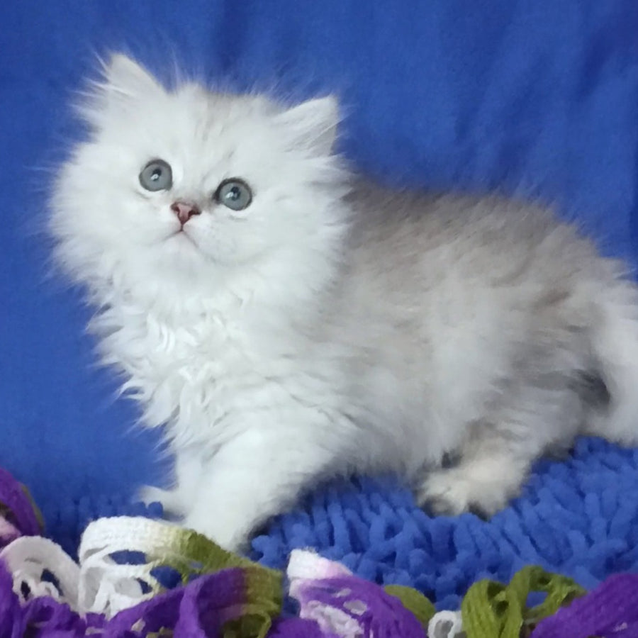 Marsel British Longhair male, black silver shaded
