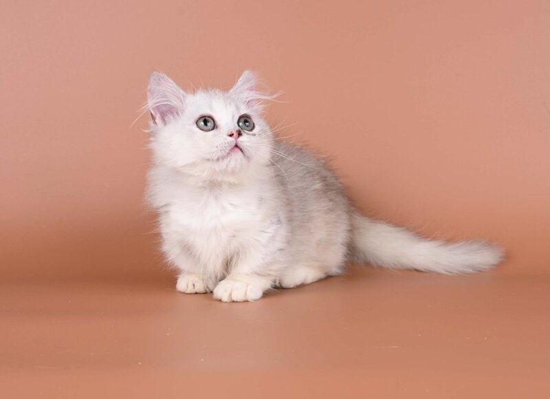 Gerda Munchkin female, black tortie silver shaded bicolour