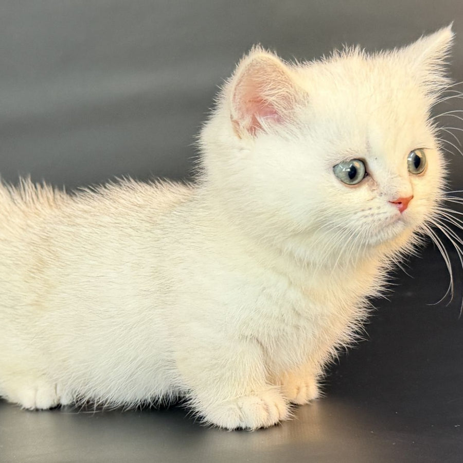 Riley Munchkin male, black silver shaded