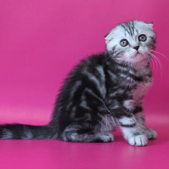 Sienna Scottish Fold female, black silver tabby