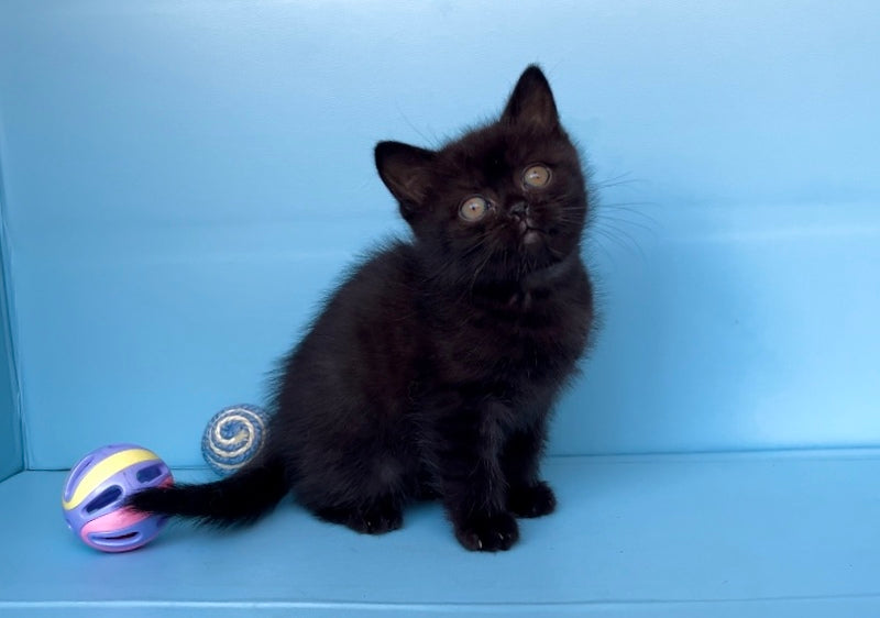 Wex British Shorthair male black - live animals