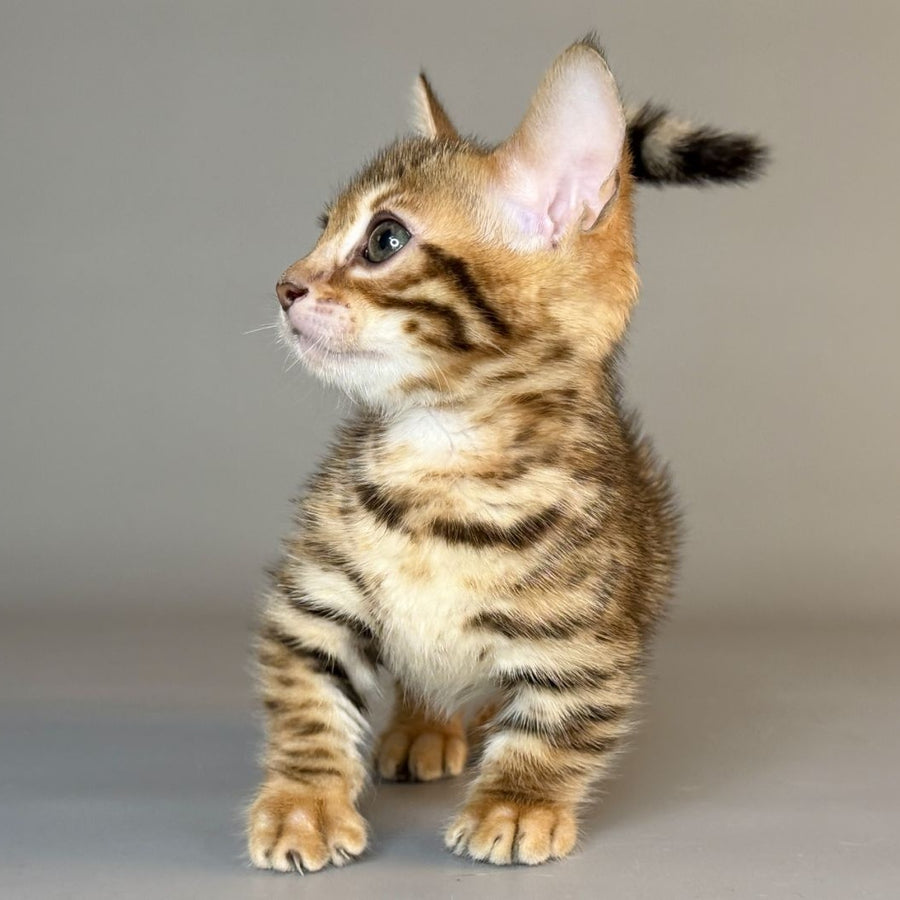 Patch Munchkin male, black golden spotted tabby