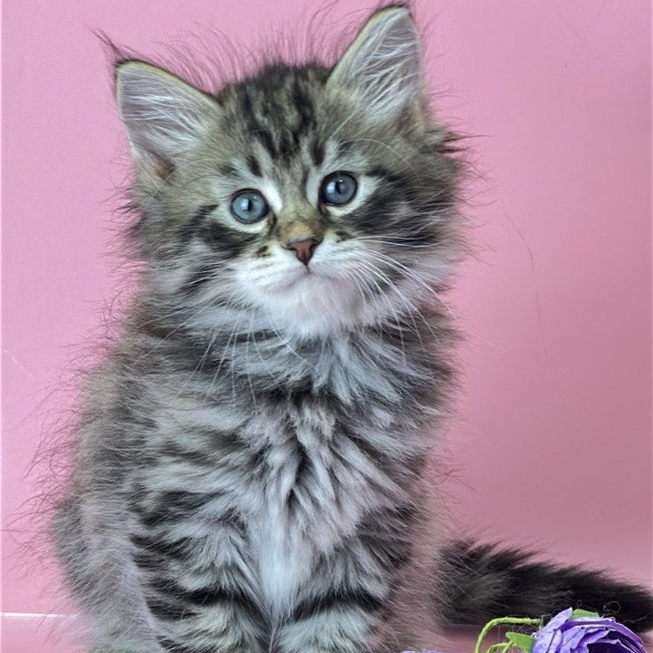 Yaros Siberian male, black tabby