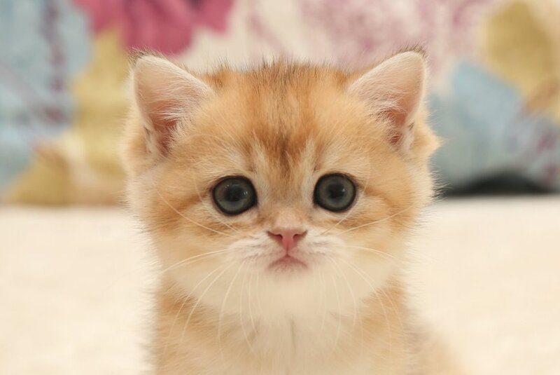 Xandra Scottish Straight female, black golden shaded