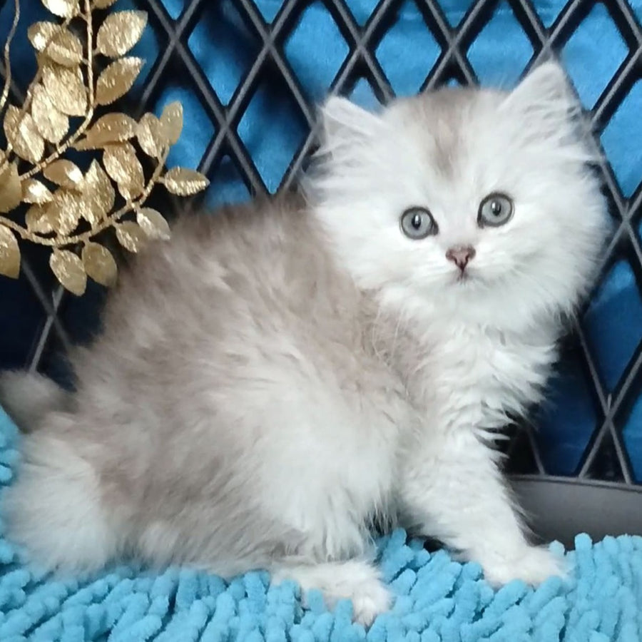 Vinsont Persian male, black silver ticked tabby