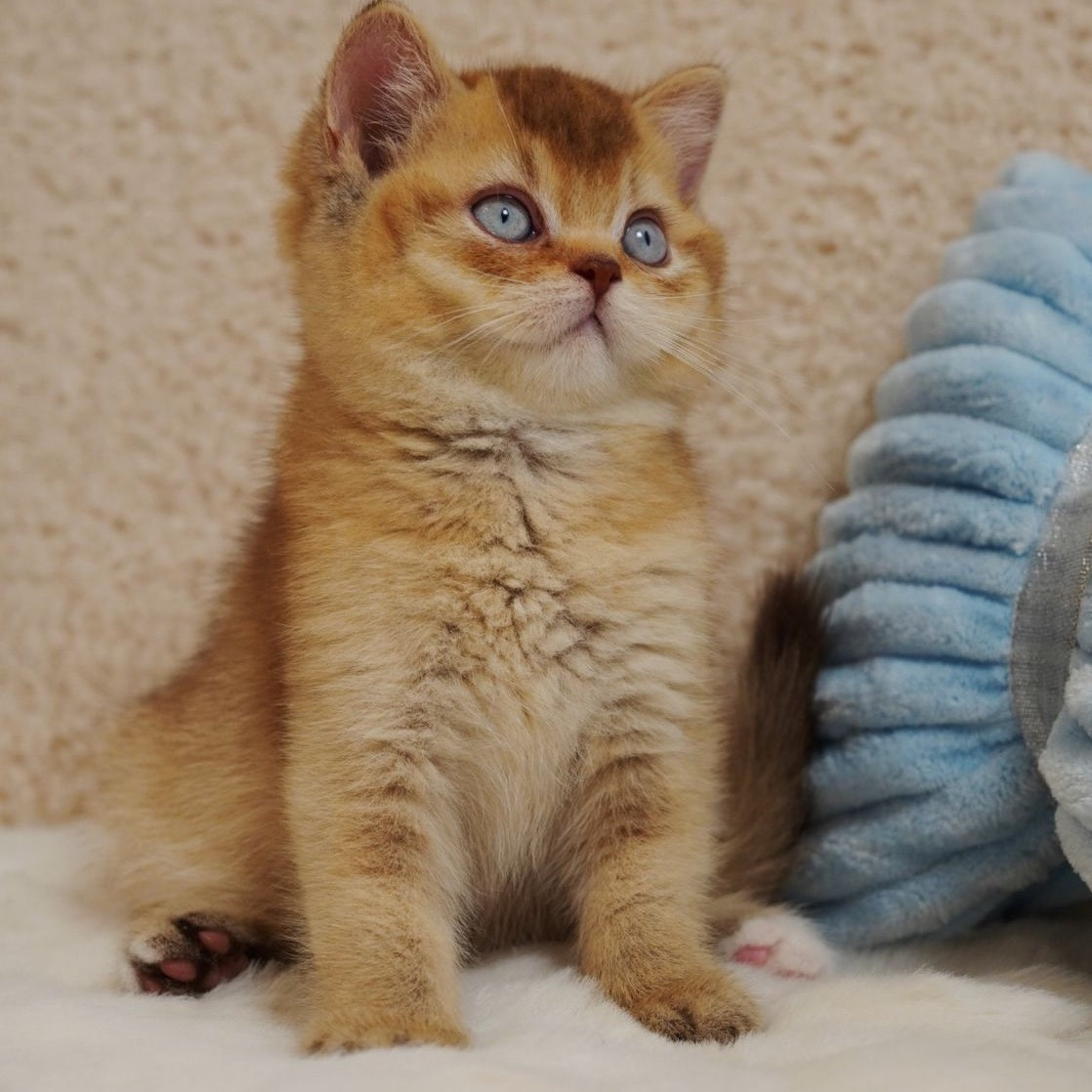 Wolf British Shorthair male, cinnamon ticked tabby with white