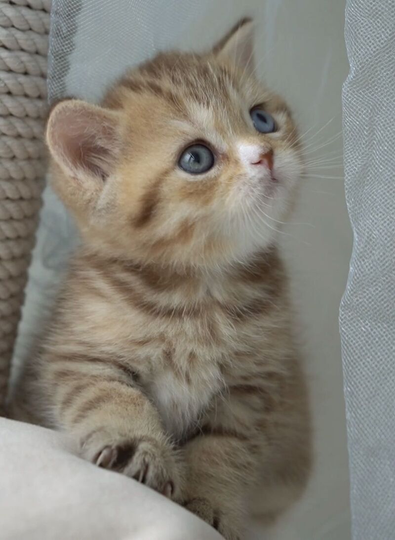 Ray British Shorthair male, chocolate tabby with white