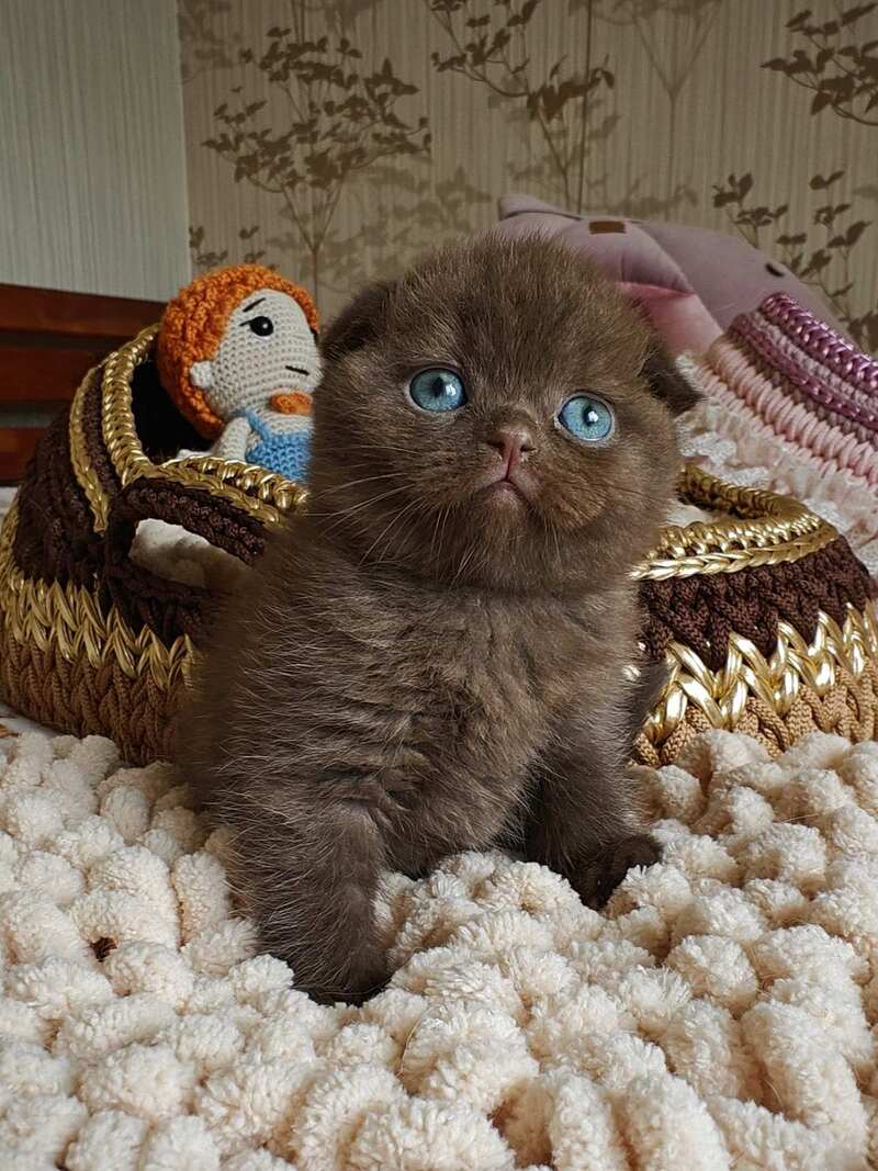 Unikum Scottish Fold male, chocolate