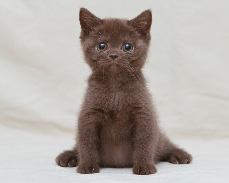 Neko British Shorthair male, chocolate