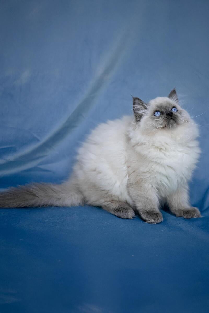 Muffin Ragdoll male, blue pointed