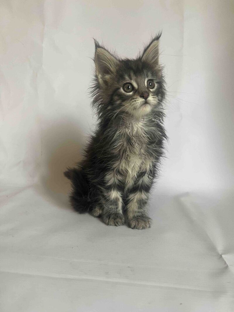 Frida Maine Coon female black tabby - live animals