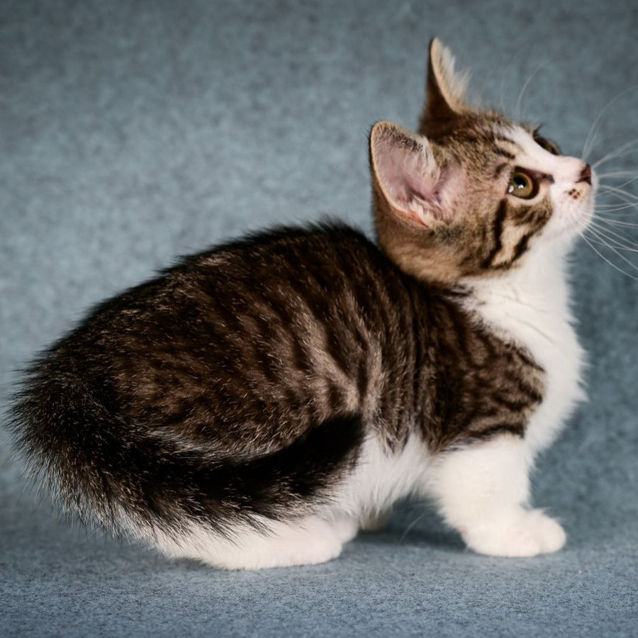 Klepa Munchkin female, black spotted tabby bicolour