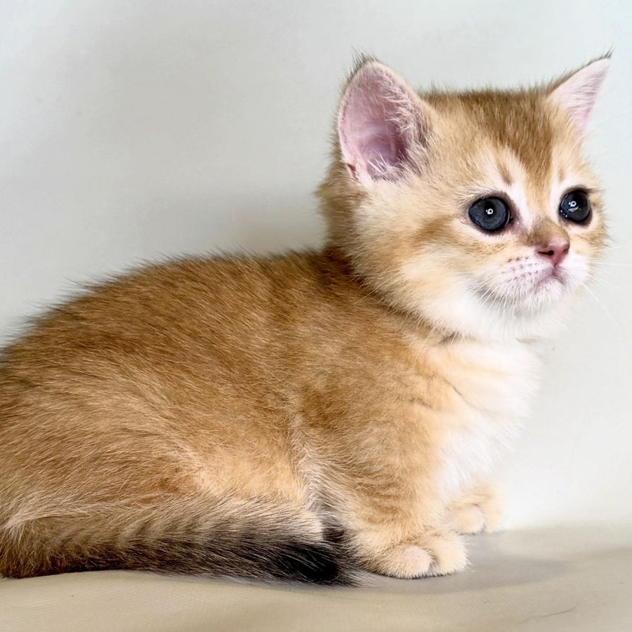 Qamra Munchkin female, black golden shaded