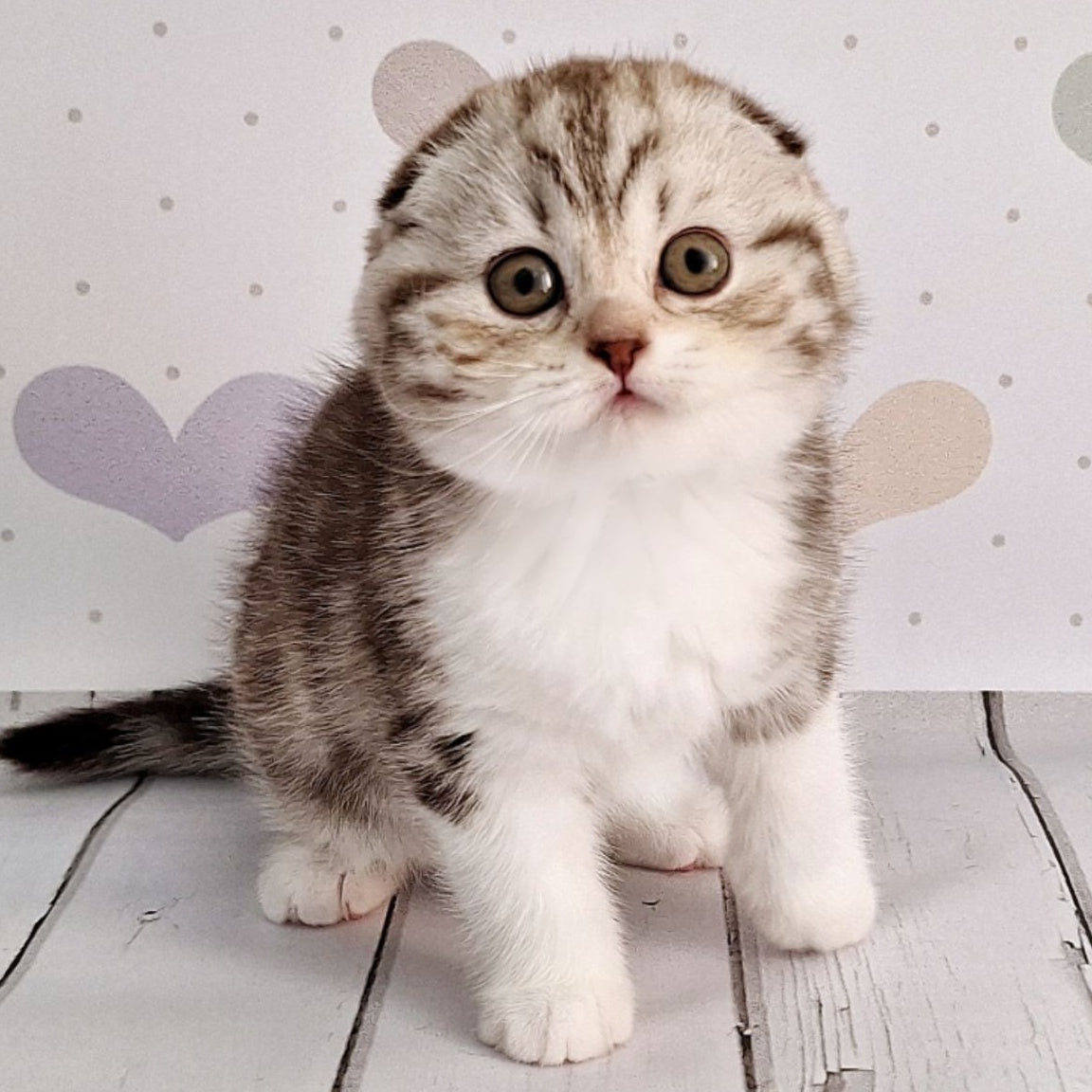 Barcelona Scottish Fold female, chocolate silver tabby bicolour