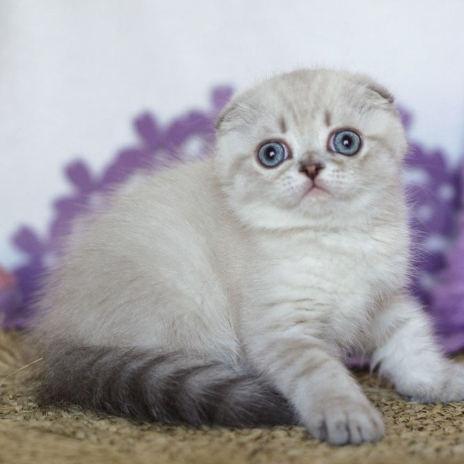 Uty Puty Scottish Fold male, black shaded pointed