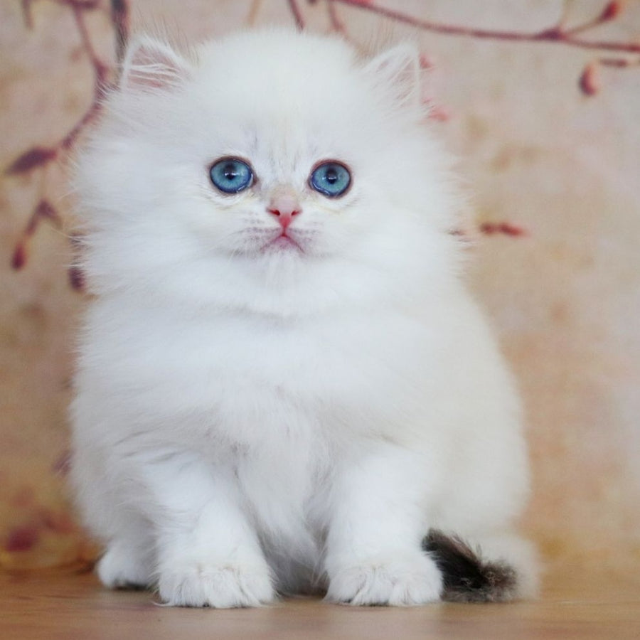 Yolanda British Longhair female, black golden shaded pointed