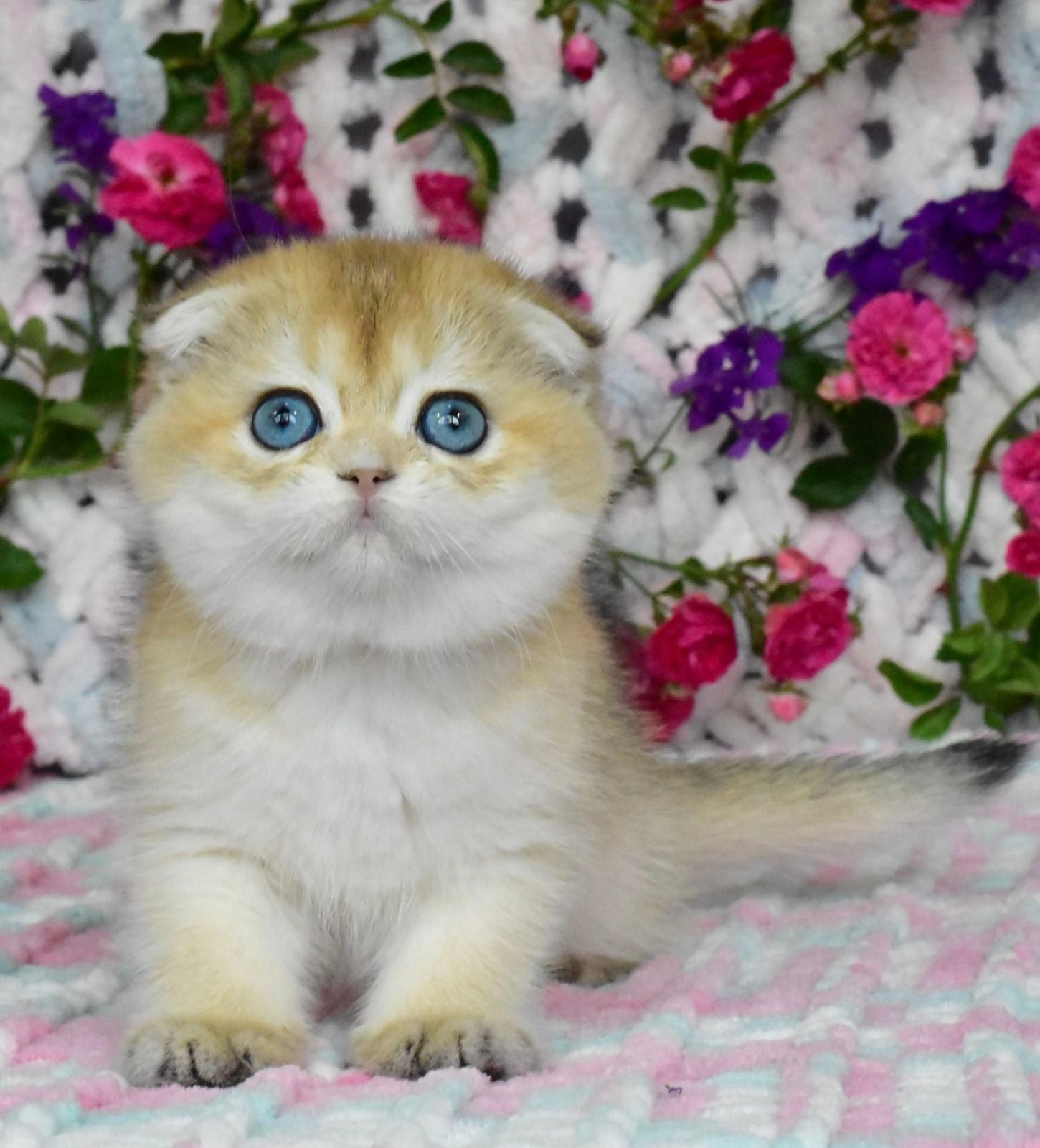 Ulyasha Scottish Fold female, black golden shaded