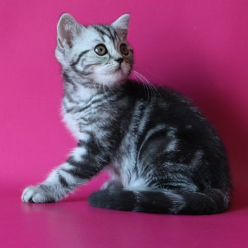 Solomiya Scottish Straight female, black silver tabby