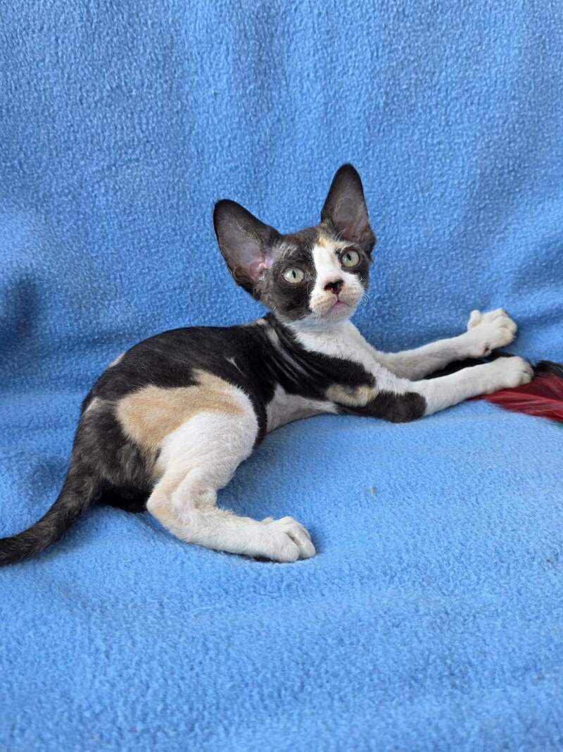 Dulcinea Devon Rex female black tortie bicolour - live animals