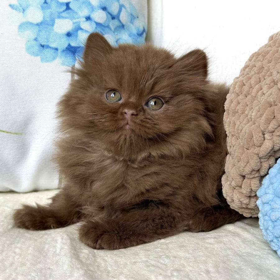 Amira British Longhair female, cinnamon