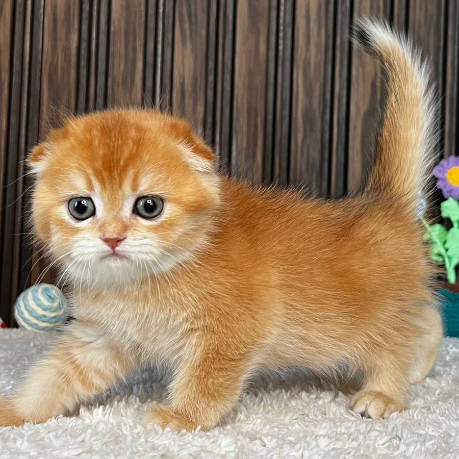 Nala Scottish Fold female, black golden chinchilla