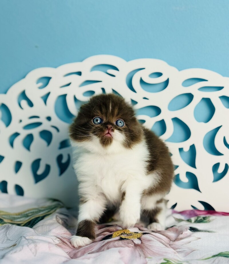 Xanti Scottish Fold male chocolate bicolour - live animals