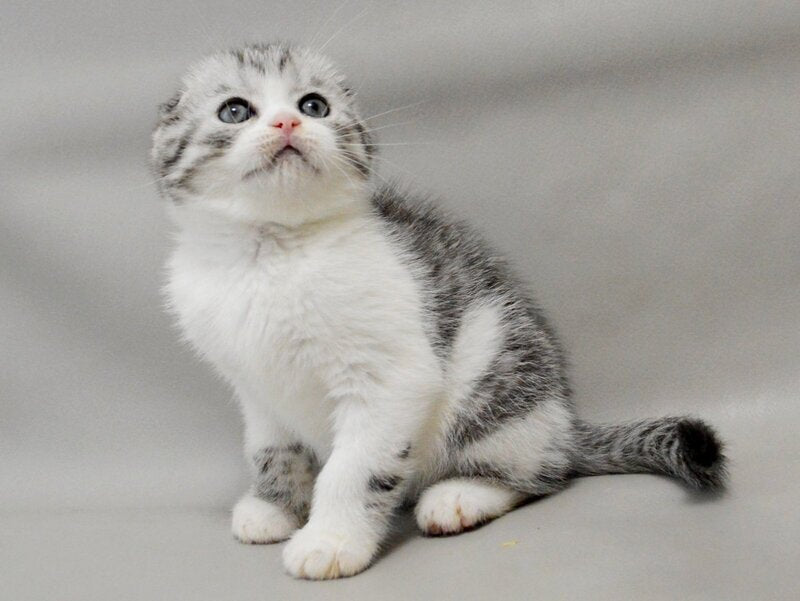 Vatson Scottish Fold male black silver spotted tabby bicolour - live animals