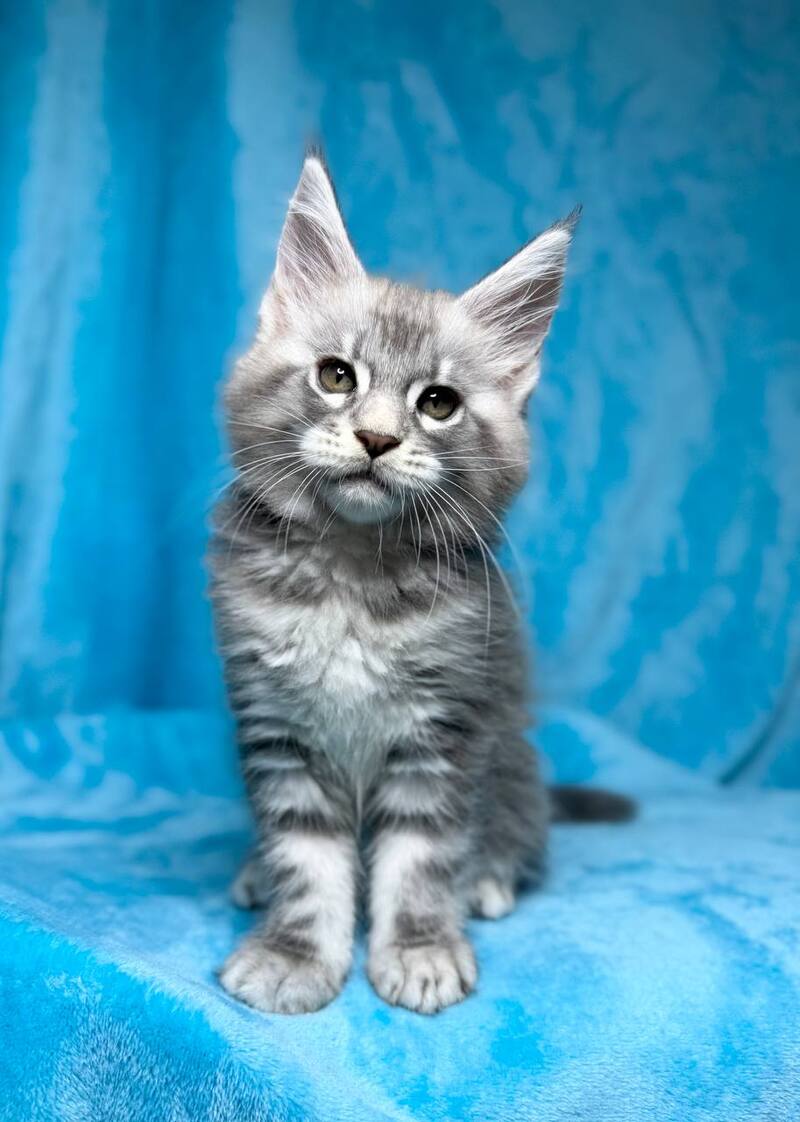 Melissa Maine Coon female, blue silver tabby