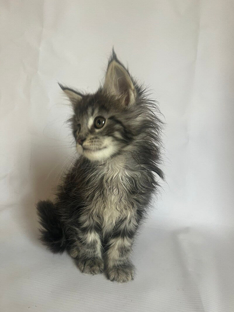 Frida Maine Coon female black tabby - live animals