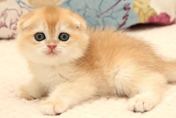 Yantar Scottish Fold male black golden chinchilla - live animals