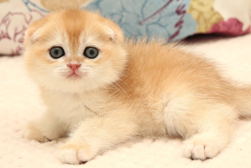 Yantar Scottish Fold male black golden chinchilla - live animals