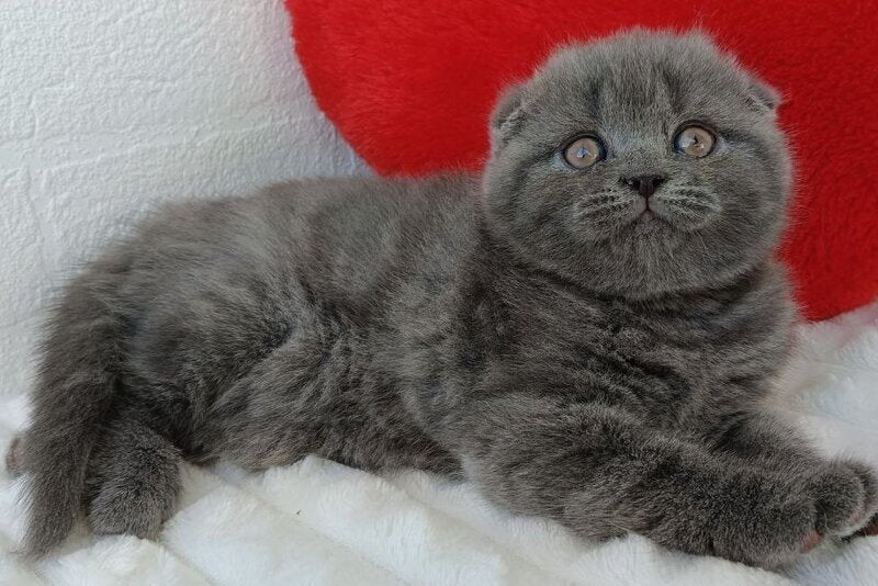 Winnie Scottish Fold female blue - live animals