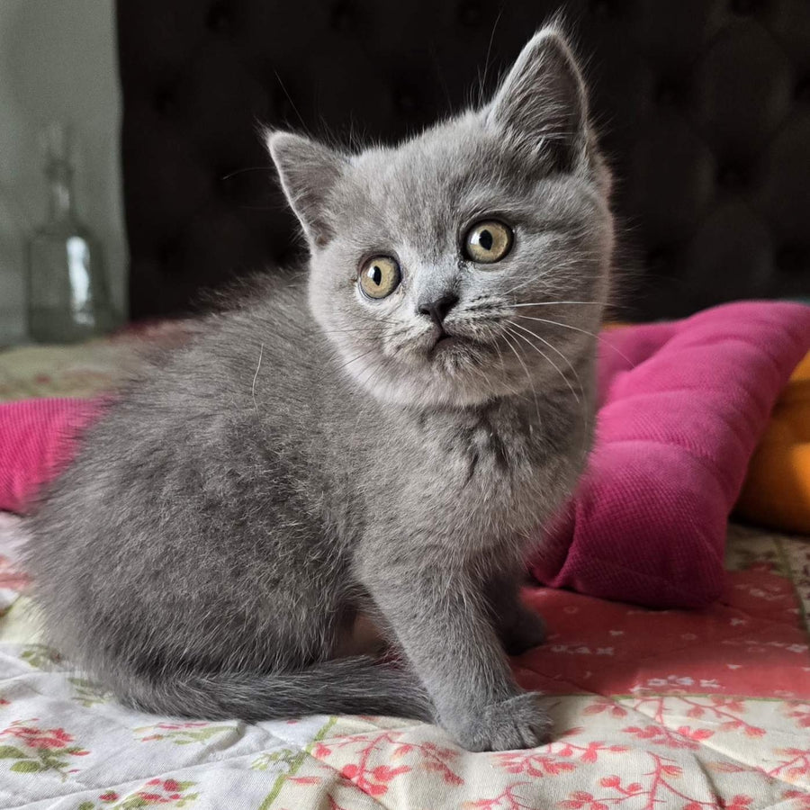 Claudia Scottish Straight female, blue