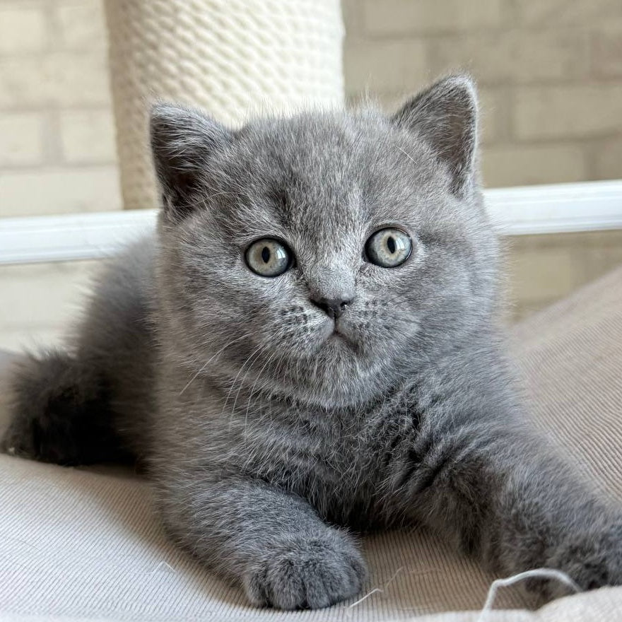 Nolan Scottish Straight male, blue