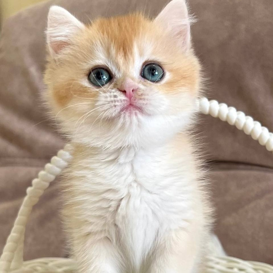 Zhorik British Shorthair male, black golden chinchilla