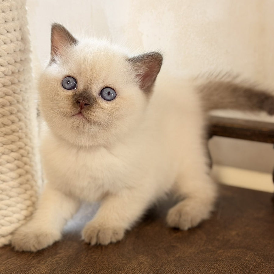Statham British Shorthair male, chocolate pointed