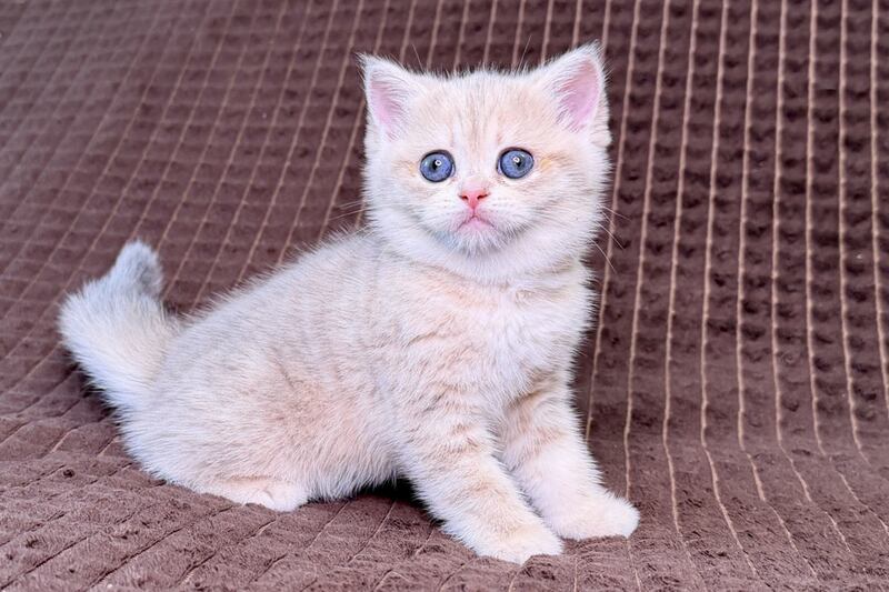 Marsi Munchkin female, blue golden tabby