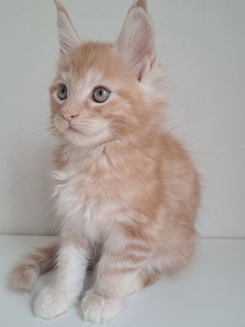 Charlie Maine Coon male, red silver tabby