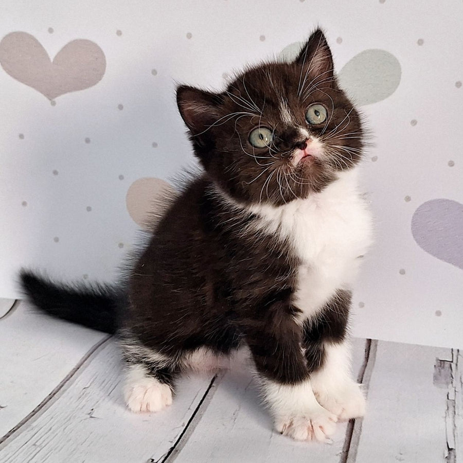 Adam Scottish Straight male, black silver bicolour