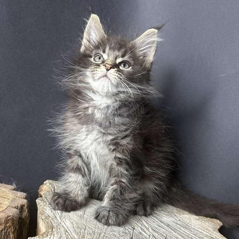 Sandra Maine Coon female, black silver ticked tabby