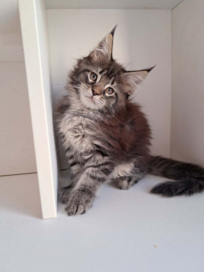 X-Adel Maine Coon female, black tabby