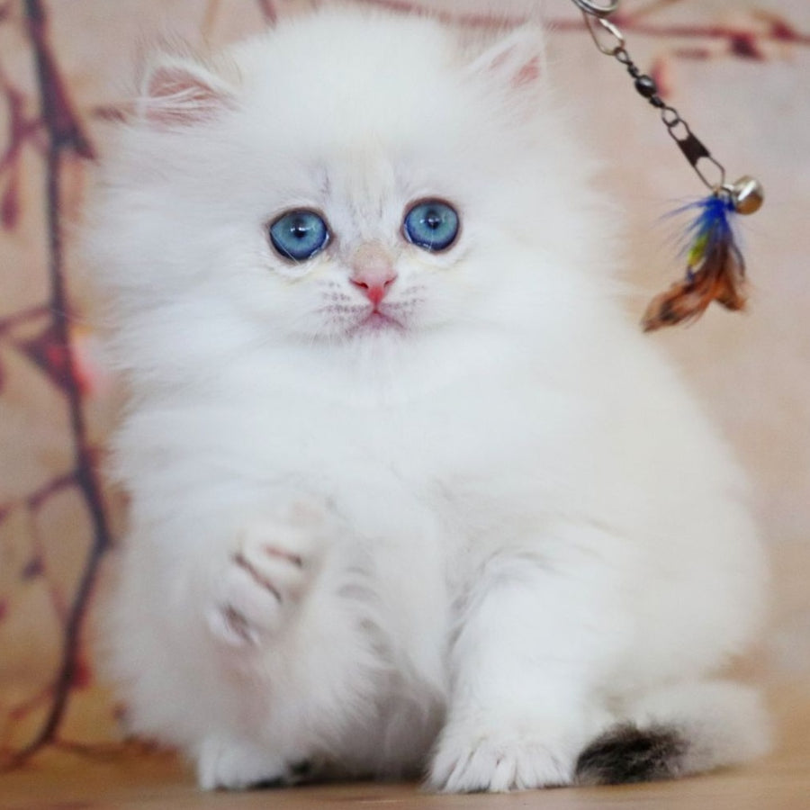 Yolanda British Longhair female, black golden shaded pointed