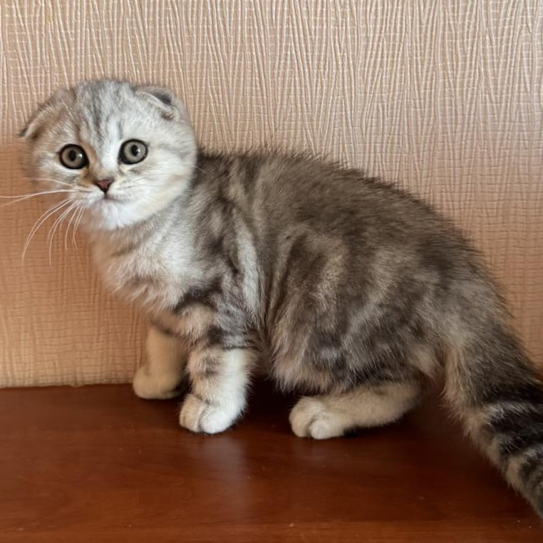 Shanti Scottish Fold female, black silver tabby