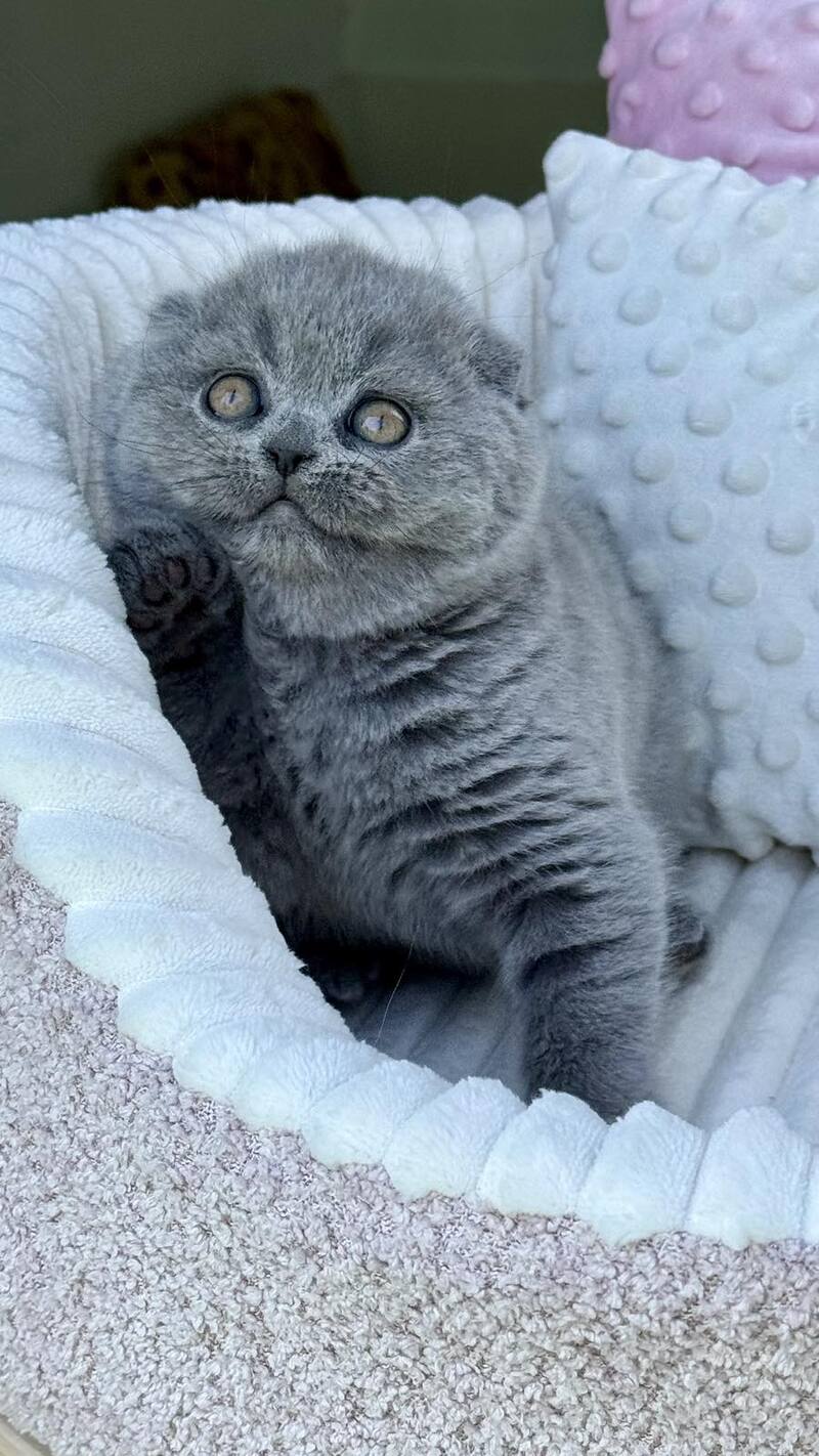 Tokyo Scottish Fold male, blue
