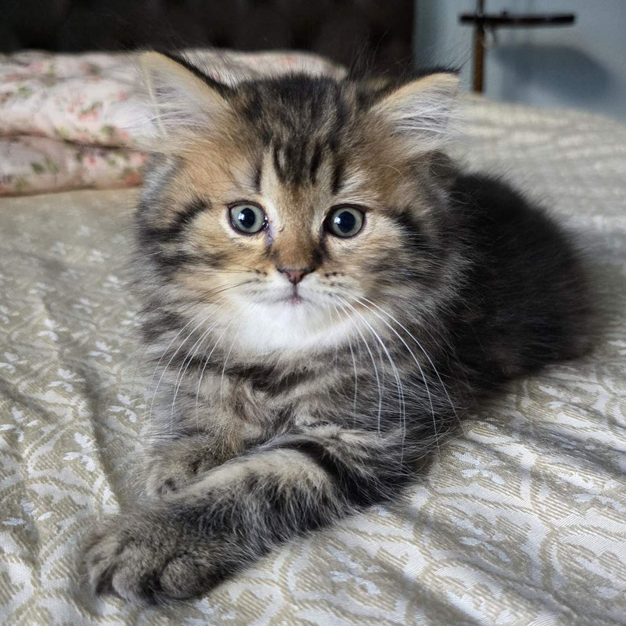 Dakota Scottish Straight female, black tabby