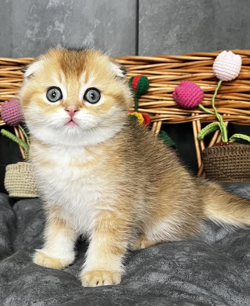 Icar Scottish Fold male black golden ticked tabby live animals