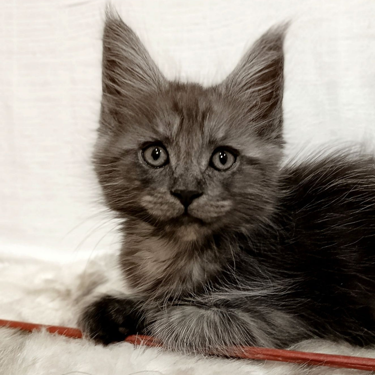 Forensic Maine Coon male, black silver