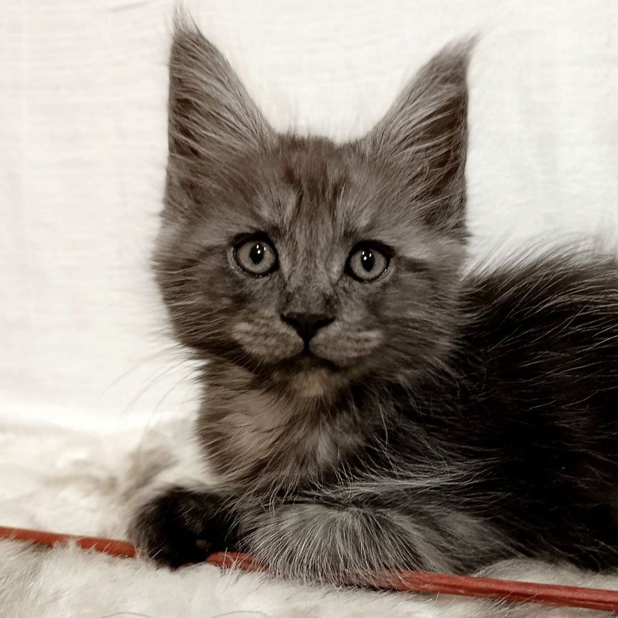 Forensic Maine Coon male, black silver