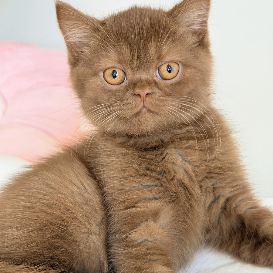 Shelly British Shorthair female, cinnamon